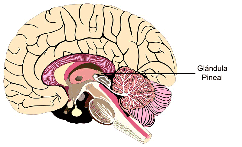 pineal - glândula pineal - terceiro olho - terceira visão - glândula pineal espiritualidade